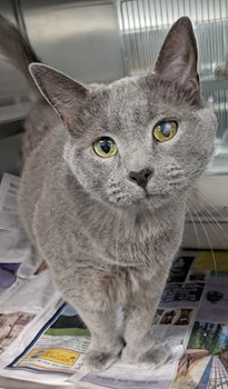 Fisher *Polydactyl* Image