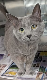 Fisher *Polydactyl* - Photo 1