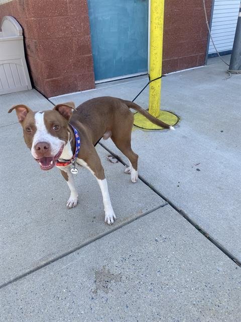 METRO - Terrier available for adoption