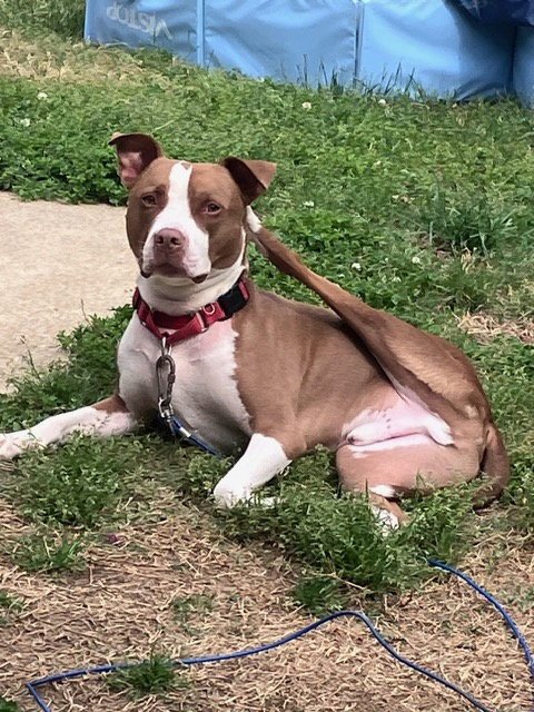 METRO - Terrier available for adoption