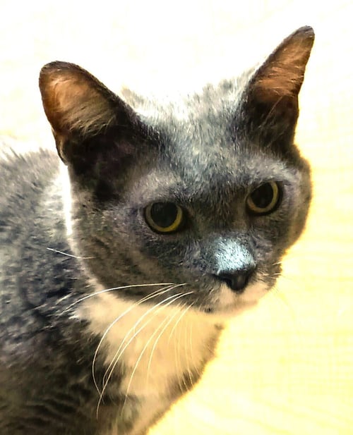 ASTORIA - Domestic Short Hair available for adoption