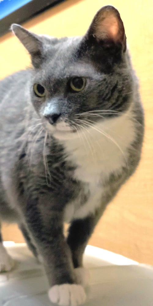ASTORIA - Domestic Short Hair available for adoption