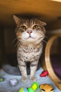 Flapjack - Photo 3