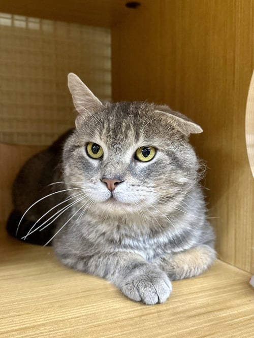 FLAPJACK - Domestic Short Hair available for adoption