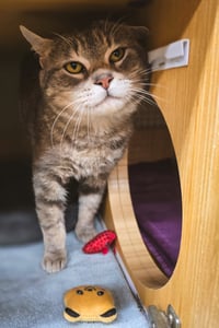 Flapjack - Photo 2