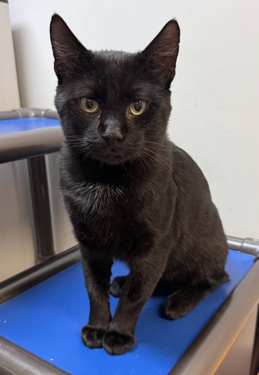 Bob (bobtail) Image