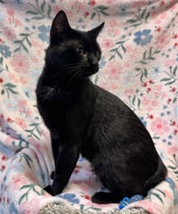 Bob (bobtail) - Photo 2