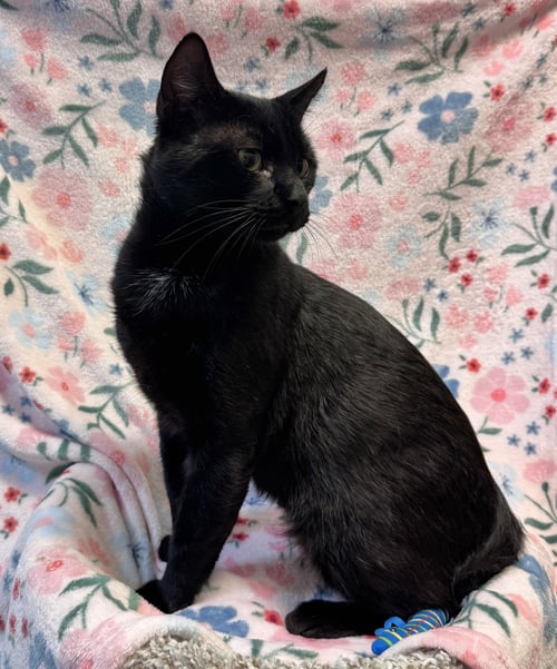 BOB (BOBTAIL) - Domestic Short Hair available for adoption