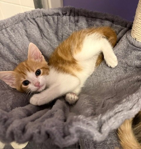PIXEL - Domestic Short Hair available for adoption