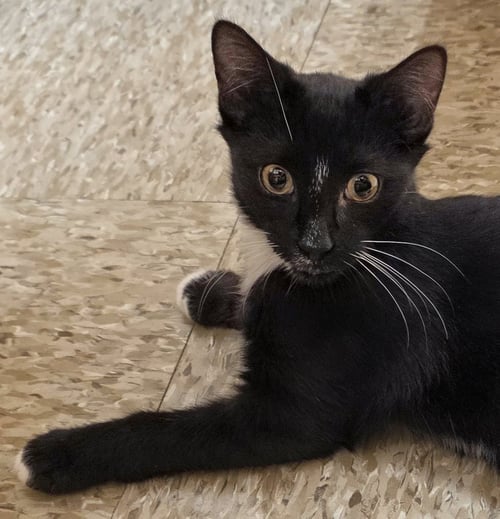 TRUMAN & MILTON *BONDED* - Domestic Short Hair available for adoption