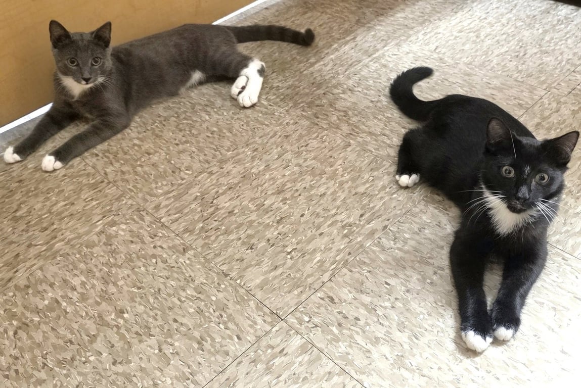 Truman & Milton *BONDED* Image