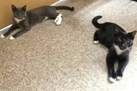 Truman & Milton *BONDED* - Photo 1