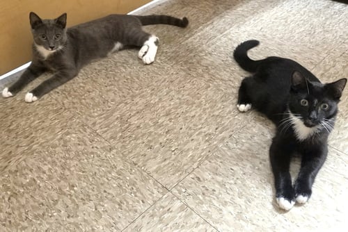 TRUMAN & MILTON *BONDED* - Domestic Short Hair available for adoption