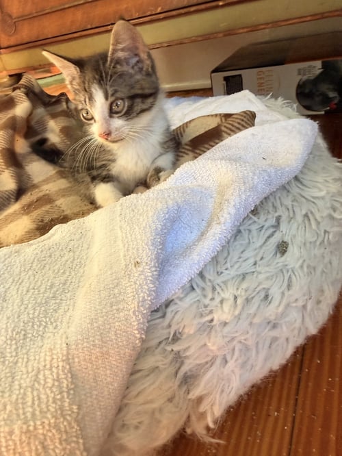 LINGUINE - Domestic Short Hair available for adoption