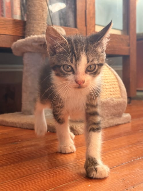 LINGUINE - Domestic Short Hair available for adoption