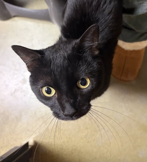 TROUBLE - Domestic Short Hair available for adoption
