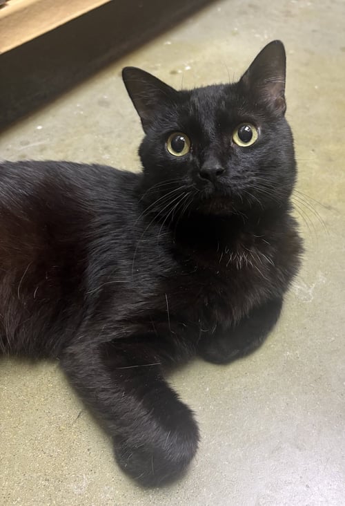 TROUBLE - Domestic Short Hair available for adoption