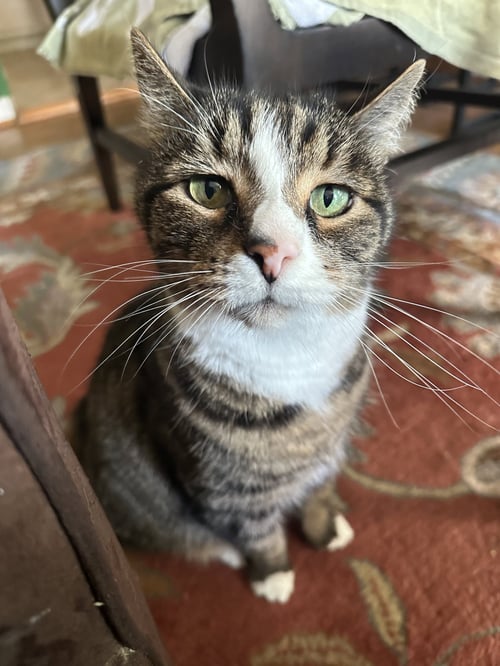 CHUCK & CHIP BONDED - FEE SPONSORED - Domestic Short Hair available for adoption