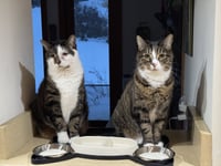 Chuck & Chip BONDED - FEE SPONSORED - Photo 1