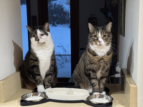 CHUCK & CHIP BONDED - FEE SPONSORED - Domestic Short Hair available for adoption