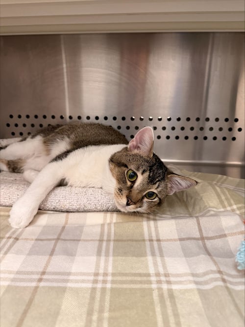 GUAPO - Domestic Short Hair available for adoption