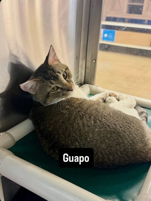 GUAPO - Domestic Short Hair available for adoption