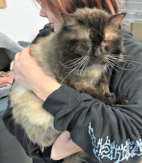 LENNOX - Maine Coon available for adoption