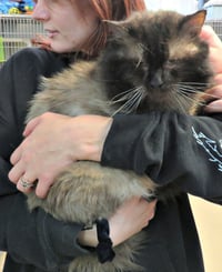 Lennox - Photo 2