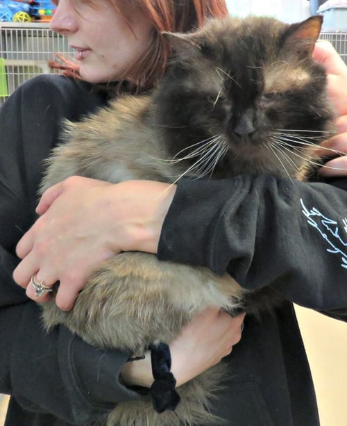 LENNOX - Maine Coon available for adoption