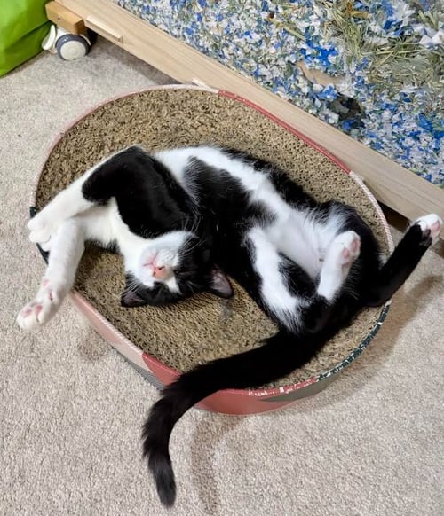 CASPIAN - Domestic Short Hair available for adoption