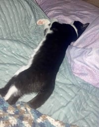 Caspian - Photo 2
