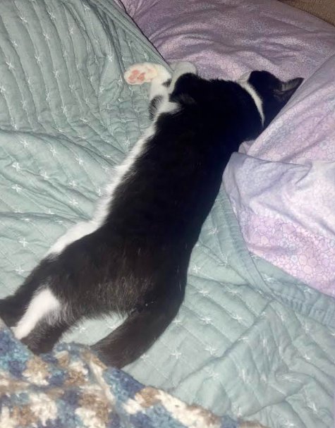 CASPIAN - Domestic Short Hair available for adoption