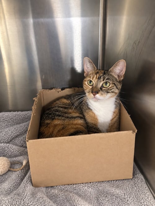 BEATRICE - Domestic Short Hair available for adoption