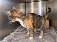 Beatrice - Photo 2