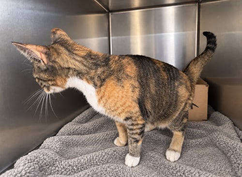BEATRICE - Domestic Short Hair available for adoption