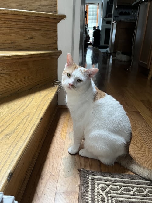 TIMMY - Domestic Short Hair available for adoption