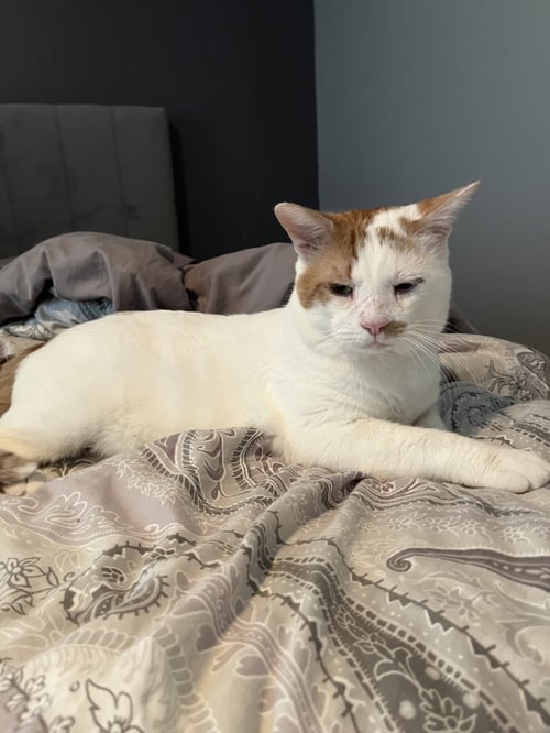 TIMMY - Domestic Short Hair available for adoption