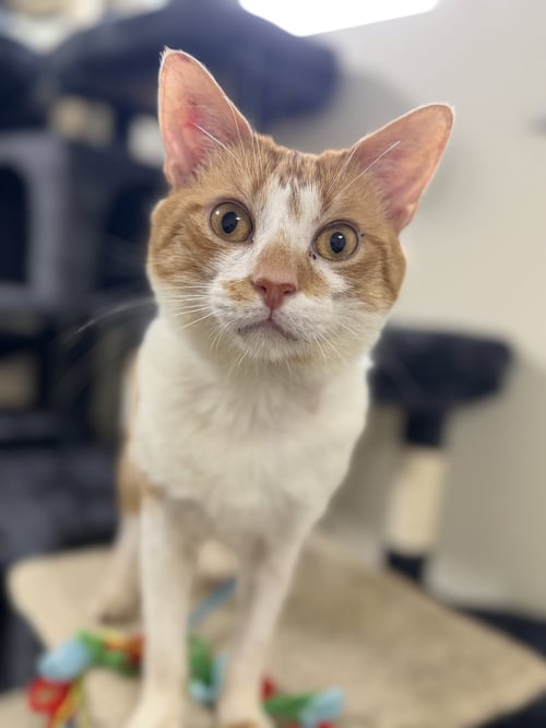 DUNGEON CRAWLER CARL - Domestic Short Hair available for adoption