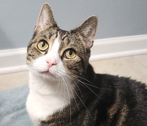 ZURI - Domestic Short Hair available for adoption