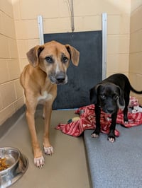 Clementine & Hazelnut - BONDED - Photo 1