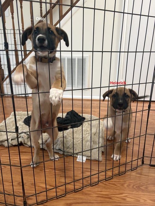 OTTO - Boxer / German Shepherd Dog available for adoption