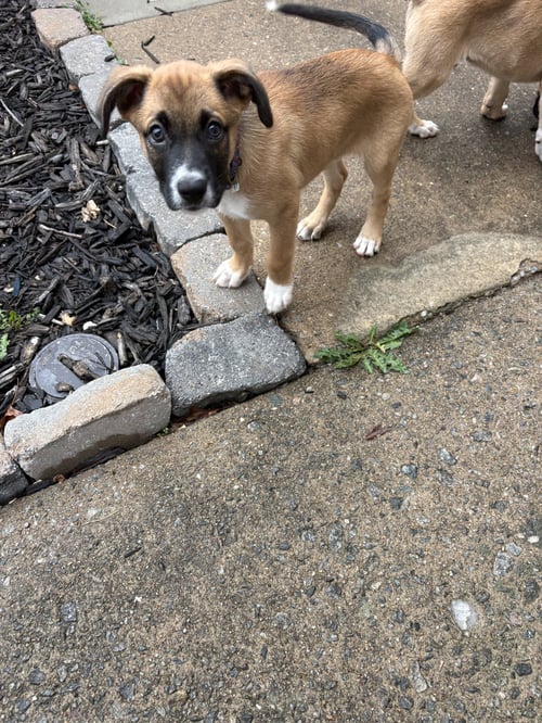 OTTO - Boxer / German Shepherd Dog available for adoption