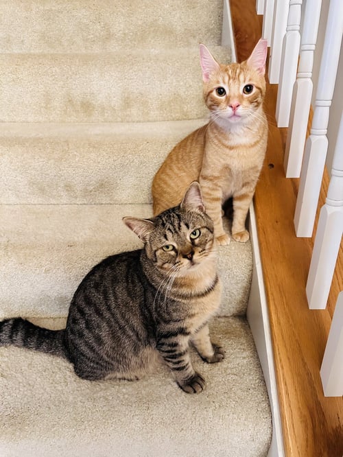 WINSTON & PUCK *BONDED*
