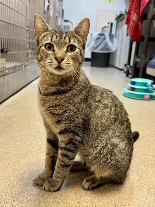 MAMMA MIA - FOSTER ME! - Domestic Short Hair available for adoption