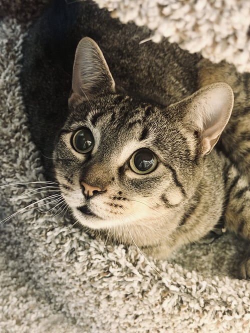 MAMMA MIA - FOSTER ME! - Domestic Short Hair available for adoption