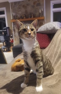 Donald FeLV+ - Photo 2