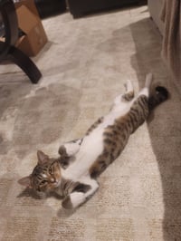 Donald FeLV+ - Photo 3