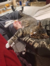 Donald FeLV+ - Photo 4