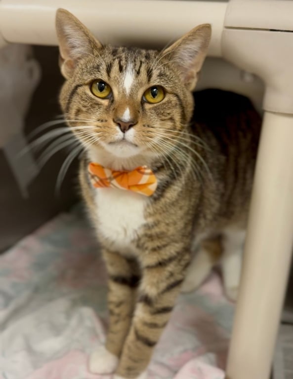 Donald FeLV+ Image