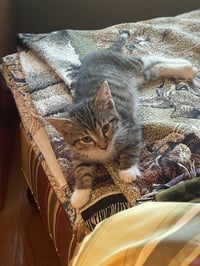 Puss n Boots - Photo 1